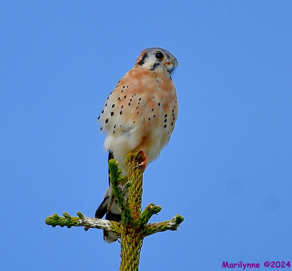 DSC_6804_001.JPG