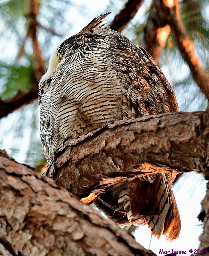 DSC_6808_001.JPG