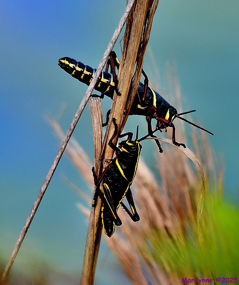 DSC_6808_001.JPG