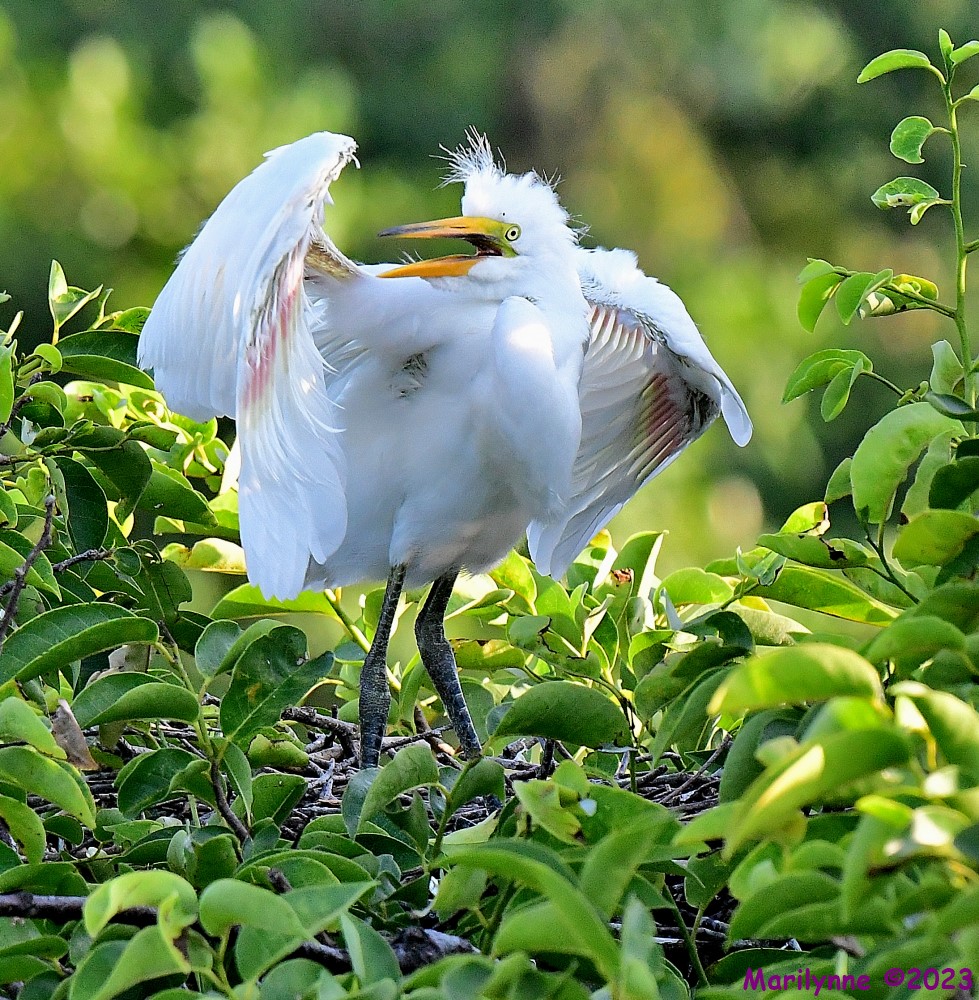 DSC_6810_001.JPG