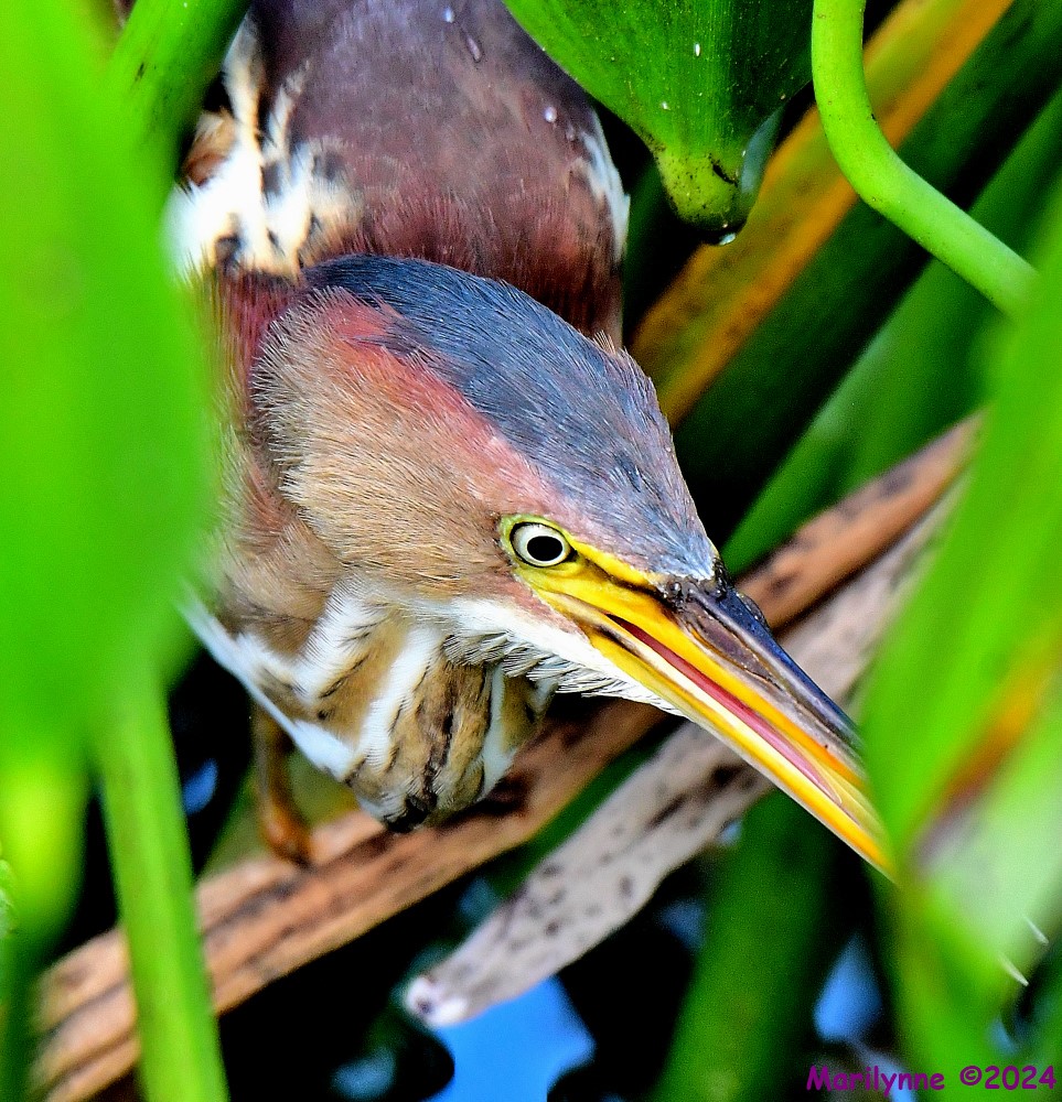 DSC_6811_001.JPG