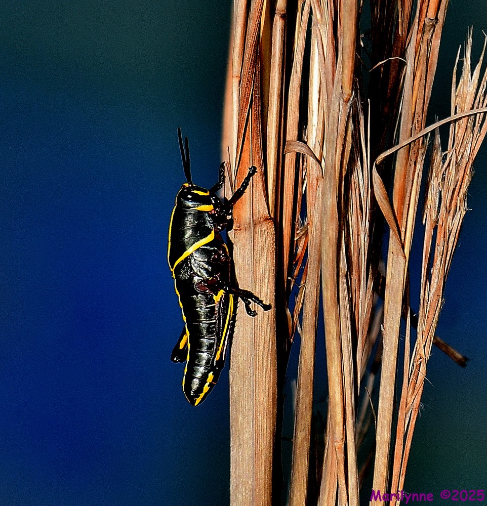 DSC_6811_001.JPG