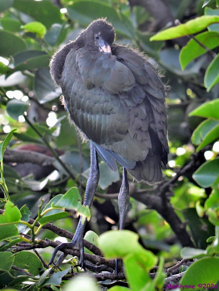 DSC_6811_001.JPG