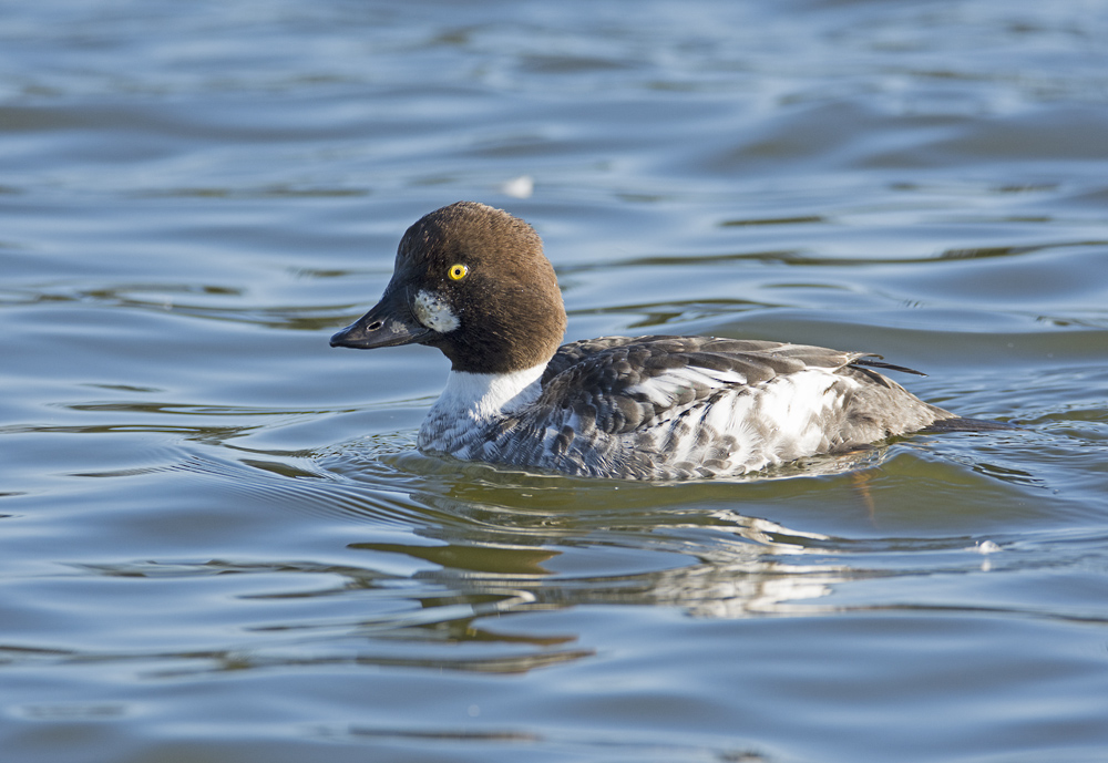 DSC_6813.jpg