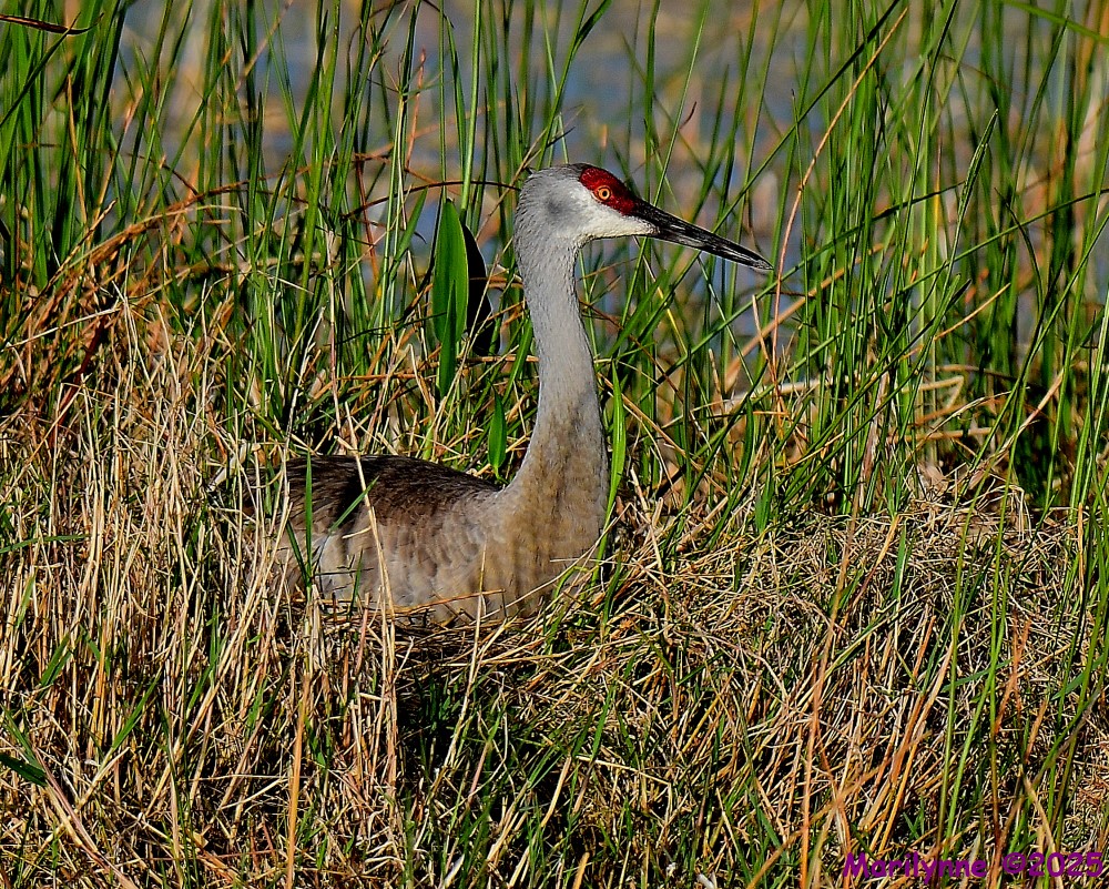 DSC_6813_001.JPG