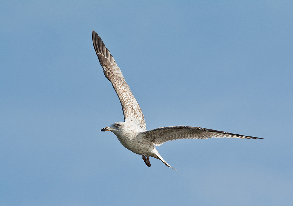 DSC_6816.jpg
