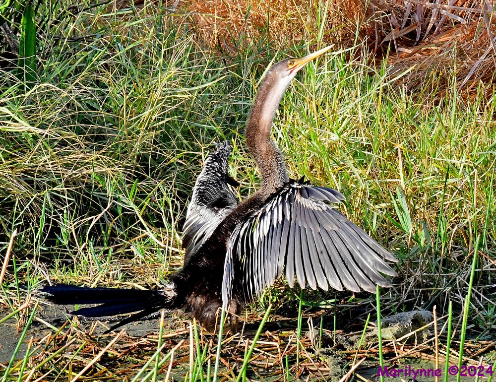 DSC_6816_001.JPG