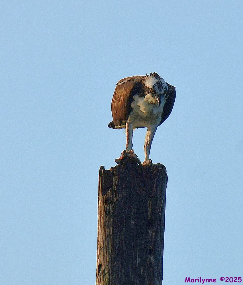 DSC_6816_001.JPG