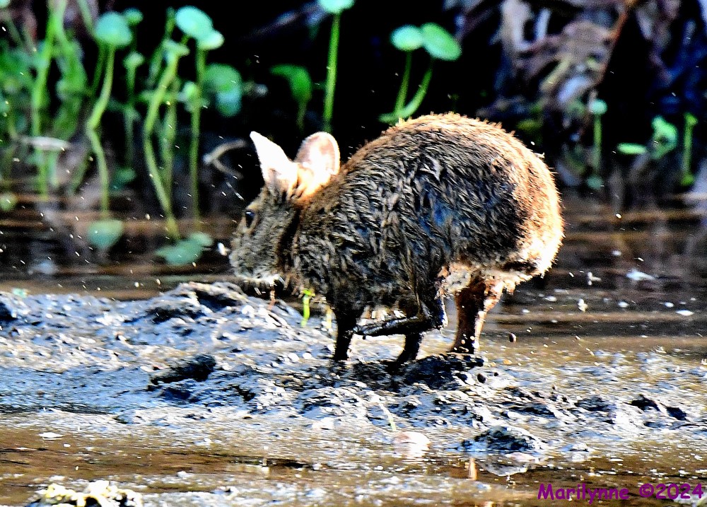 DSC_6819_001.JPG