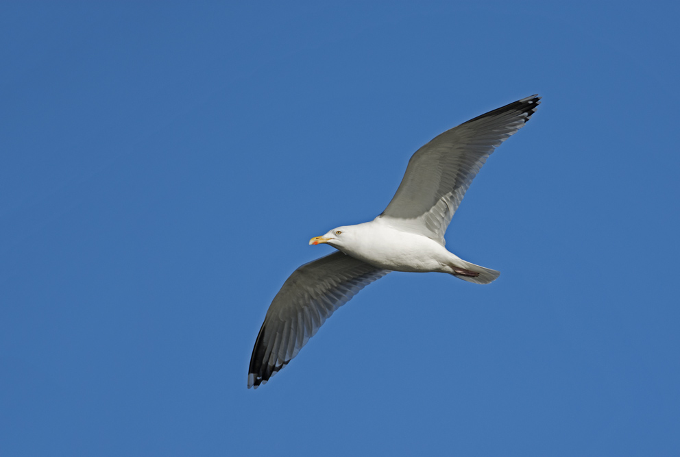 DSC_6822.jpg