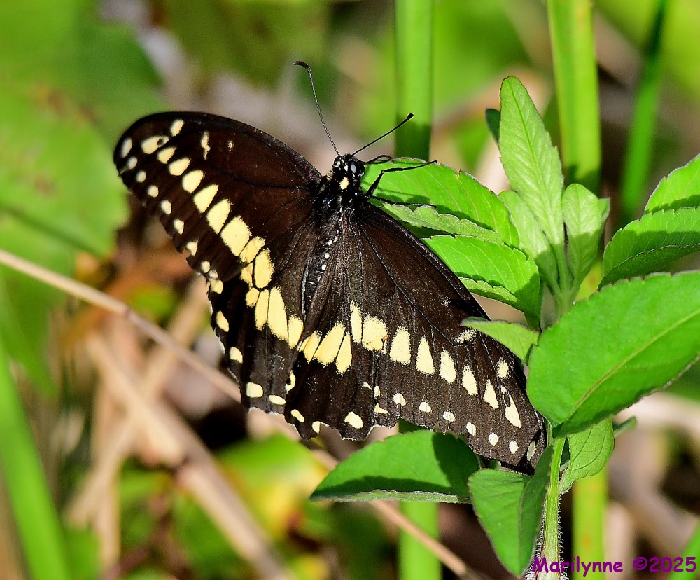 DSC_6822_001.JPG