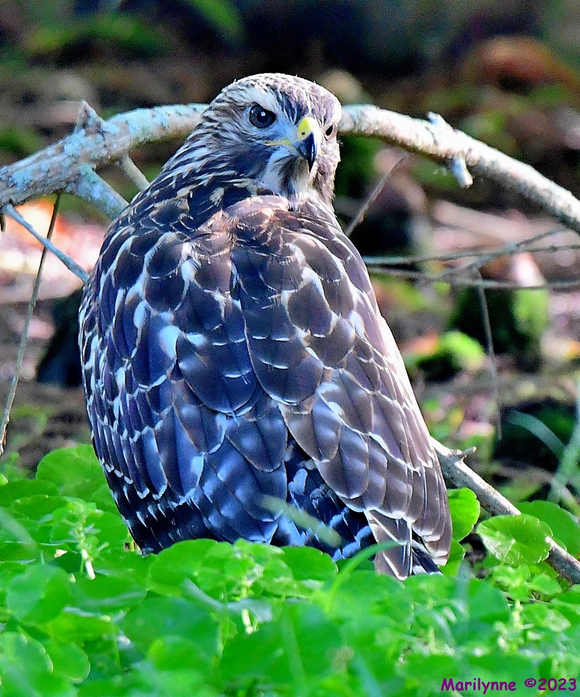 DSC_6823_001.JPG