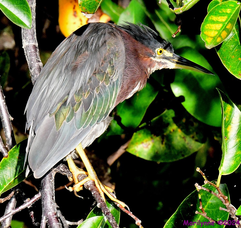 DSC_6823_001.JPG