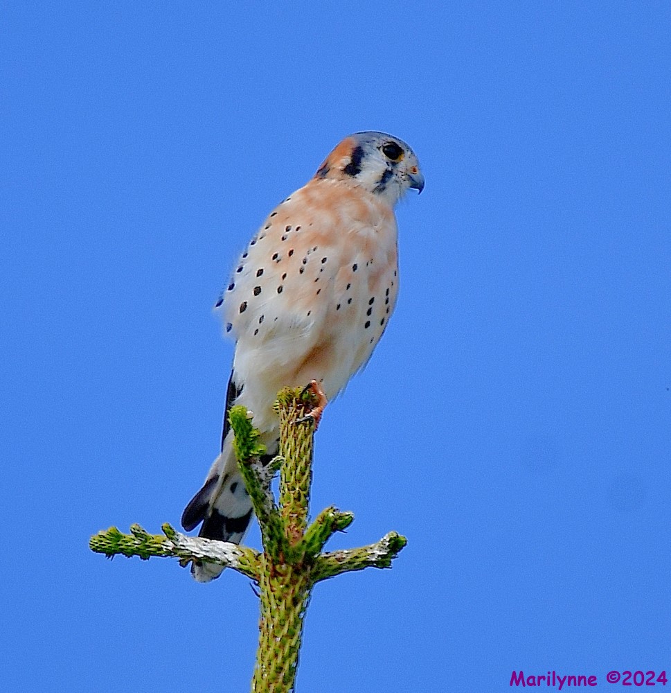 DSC_6823_001.JPG