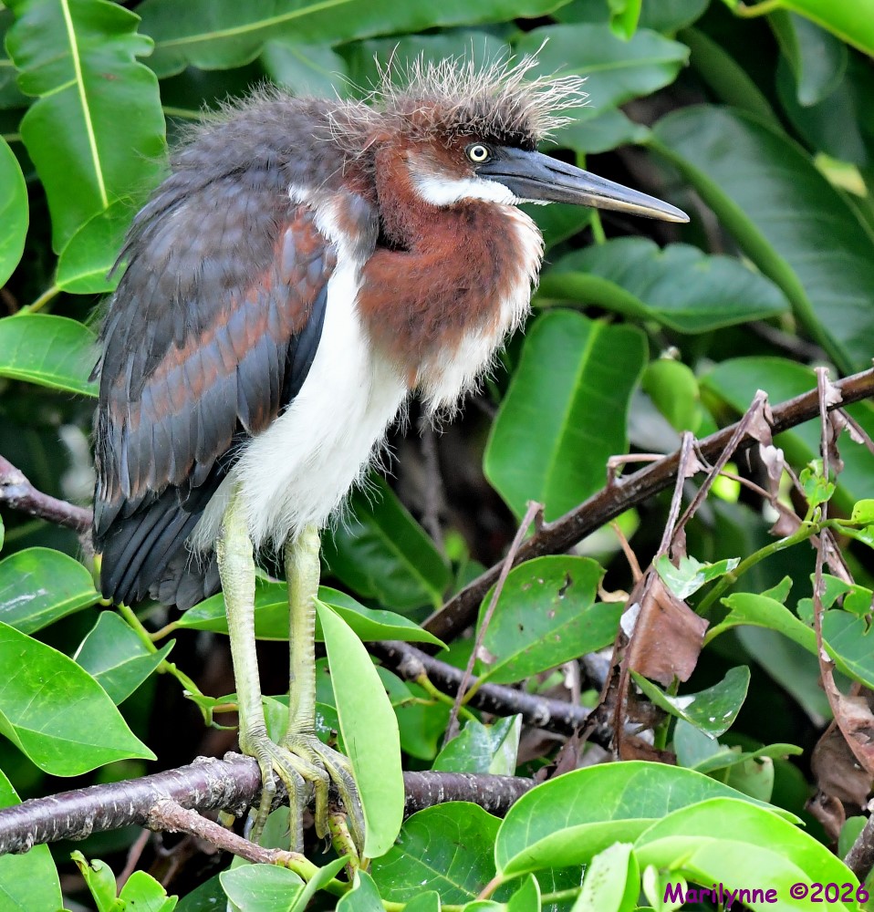 DSC_6823_001.JPG