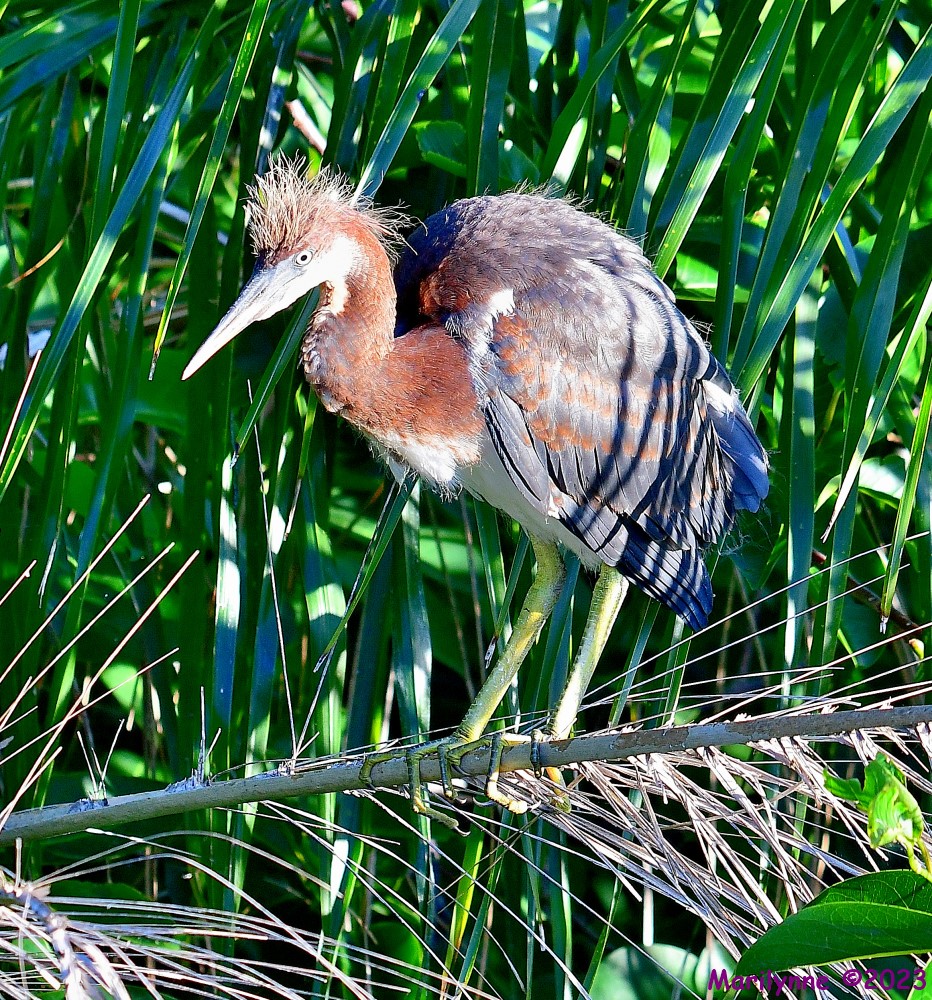 DSC_6824_001.JPG