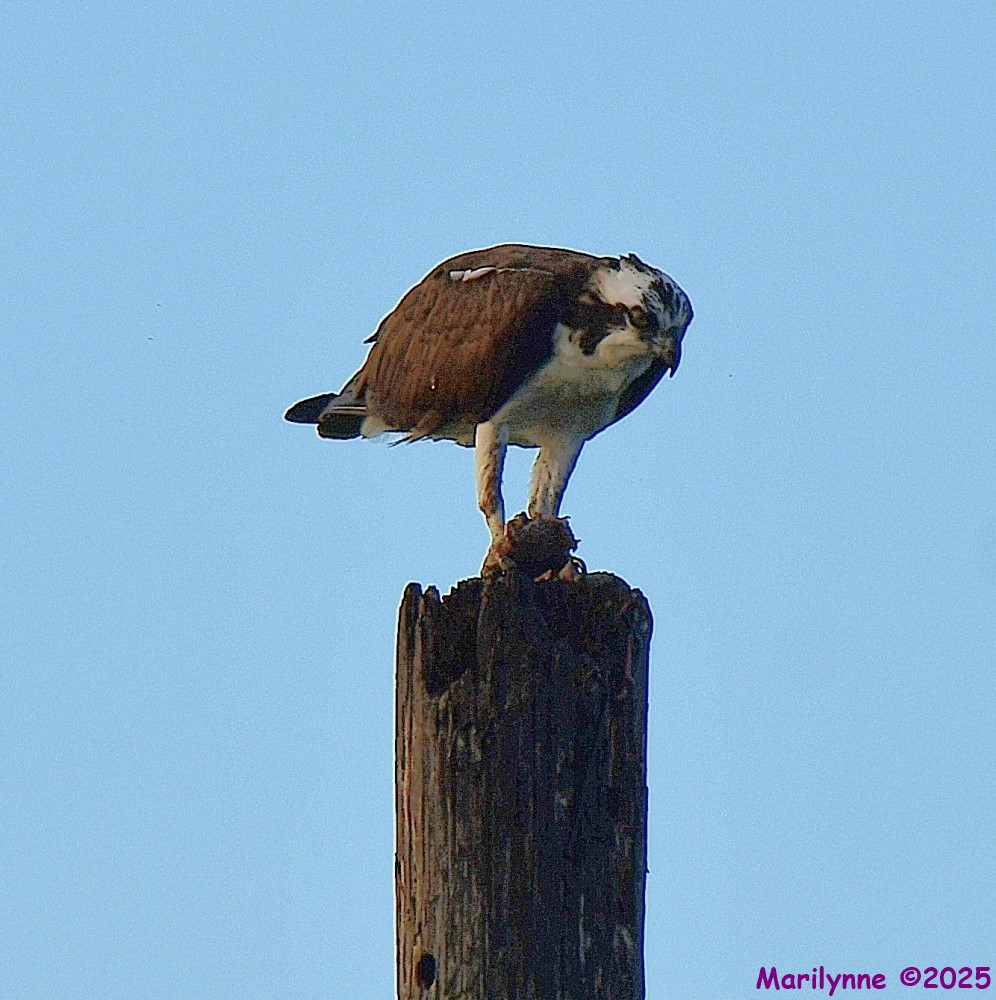DSC_6824_001.JPG