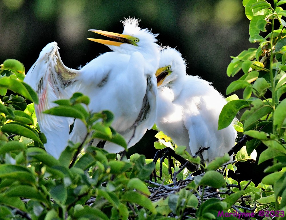 DSC_6826_001.JPG