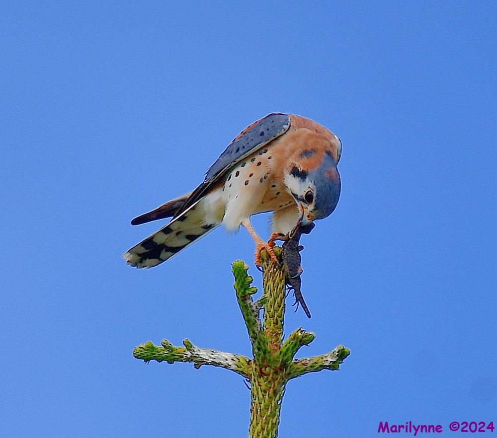 DSC_6827_001.JPG