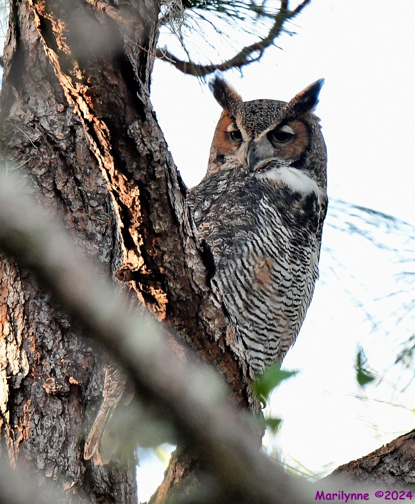 DSC_6832_001.JPG