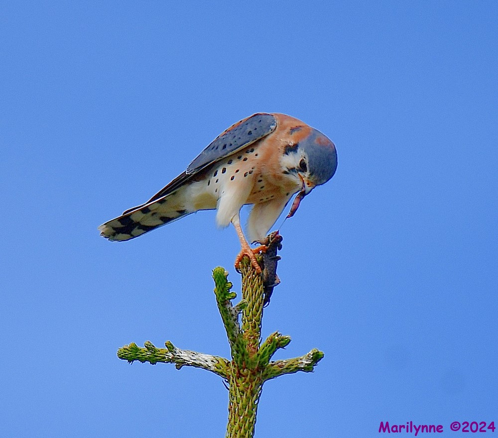 DSC_6836_001.JPG
