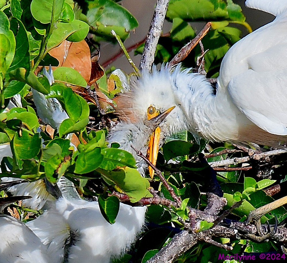 DSC_6844_001.JPG