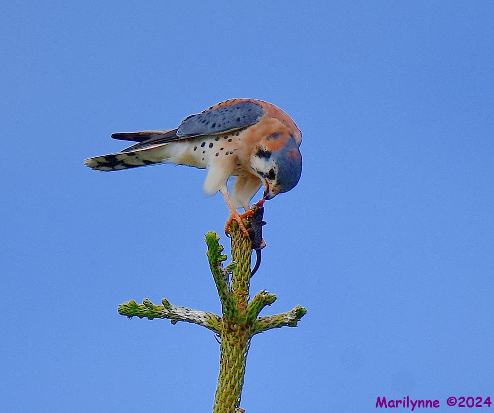 DSC_6845_001.JPG