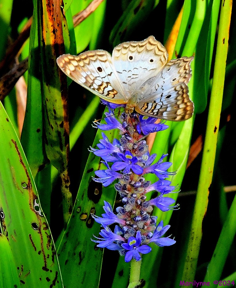 DSC_6847_001.JPG
