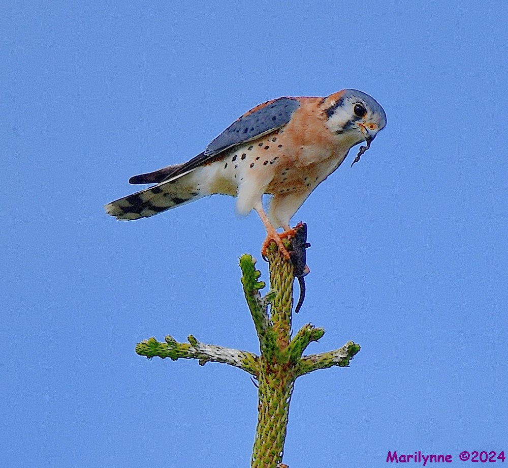 DSC_6847_001.JPG
