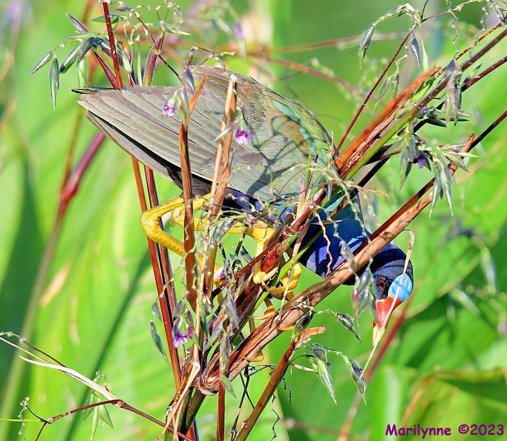 DSC_6853_001.JPG