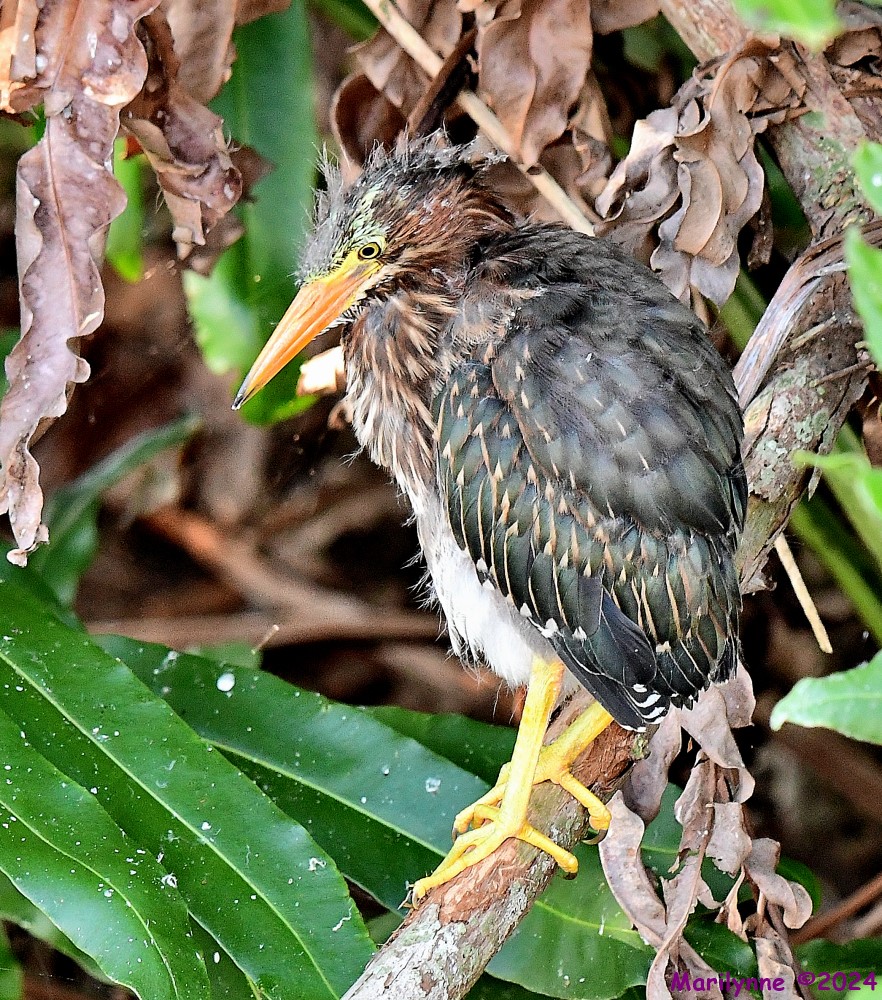 DSC_6853_001.JPG
