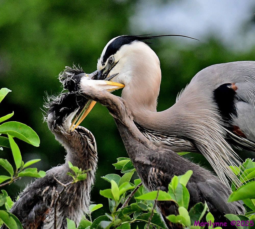 DSC_6854_001.JPG