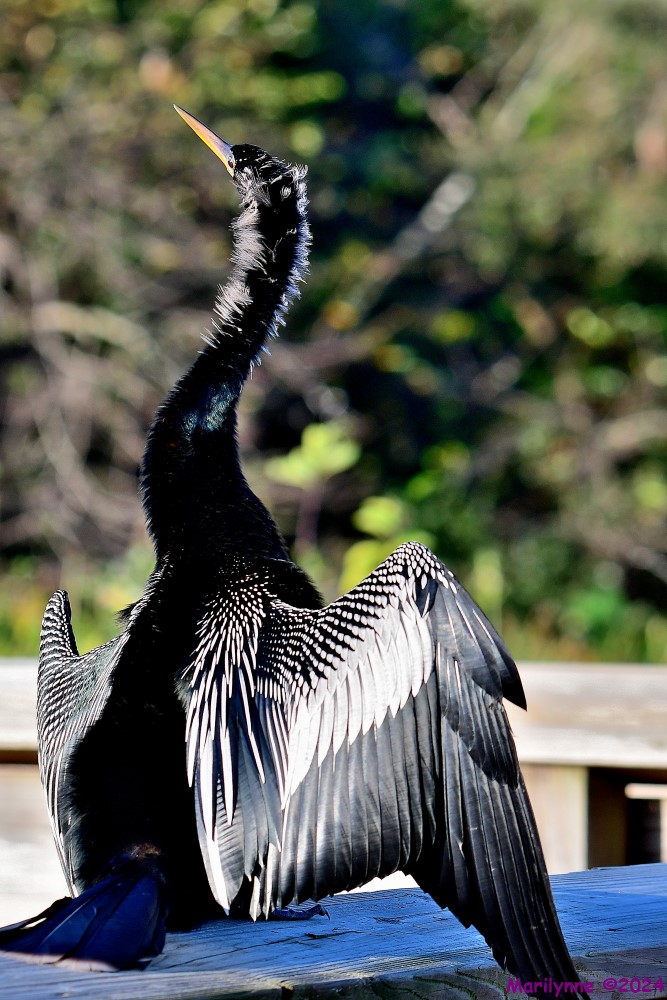 DSC_6857_001.JPG