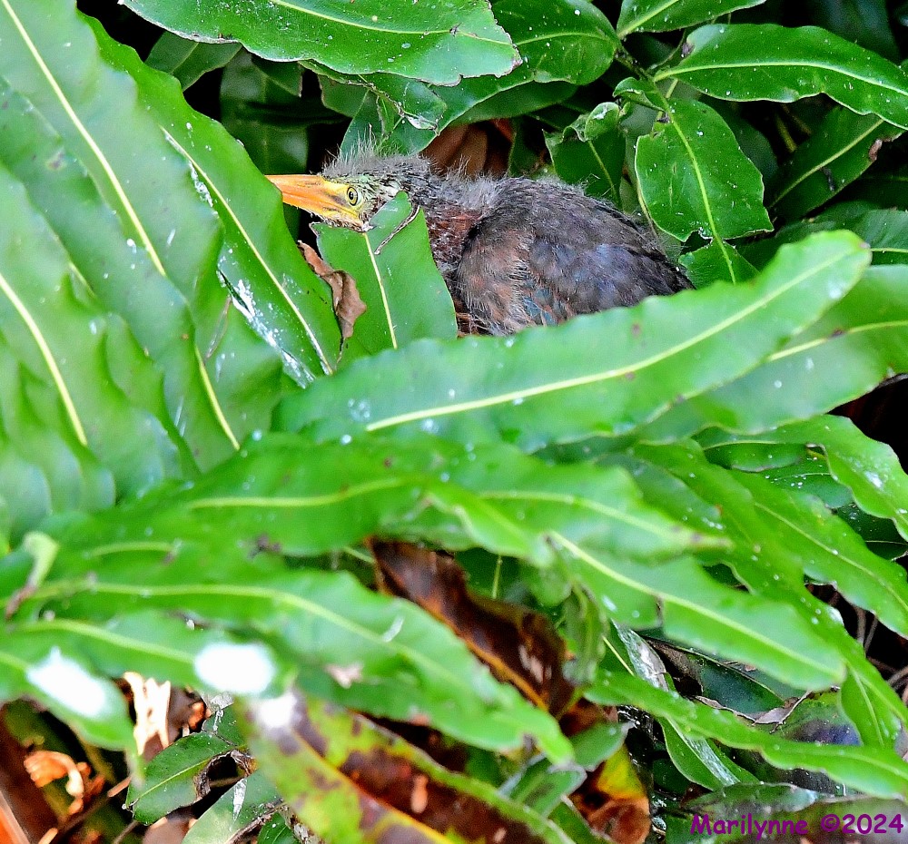 DSC_6857_001.JPG
