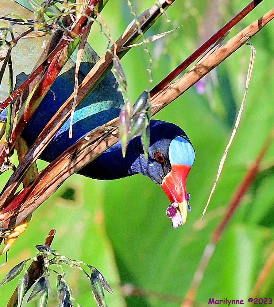 DSC_6858_001.JPG