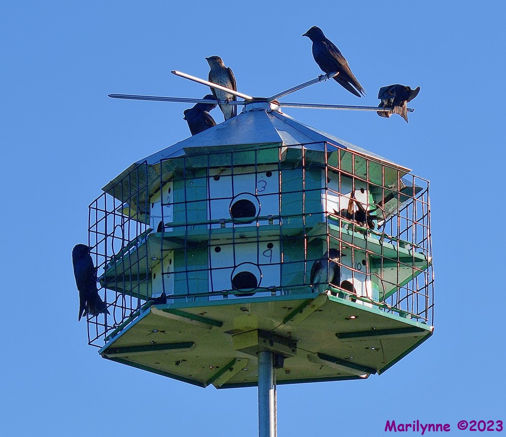 DSC_6860_001.JPG