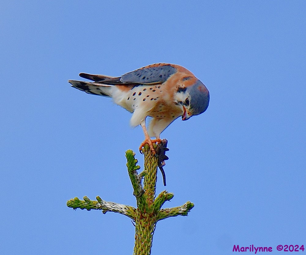 DSC_6860_001.JPG