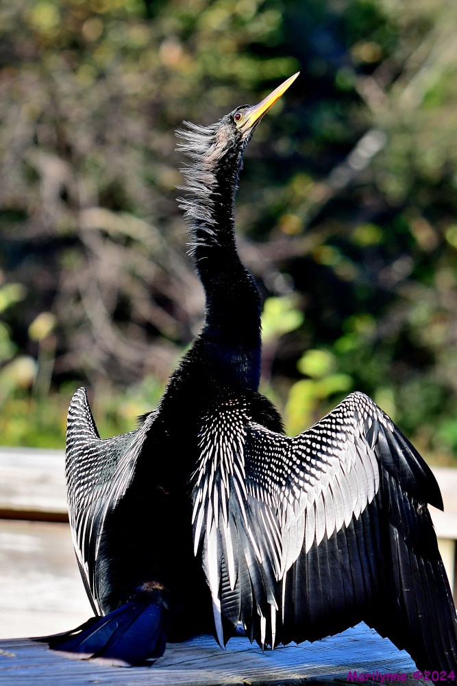 DSC_6861_001.JPG