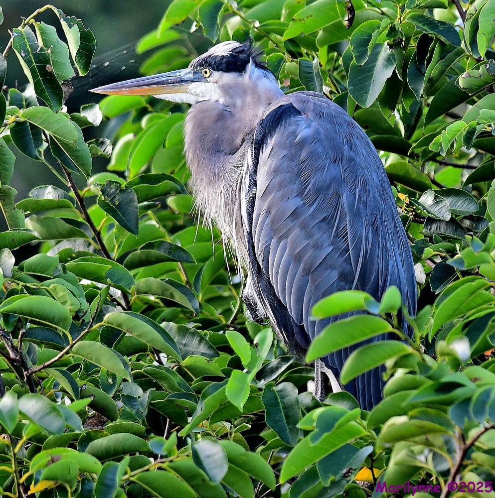 DSC_6864_001.JPG