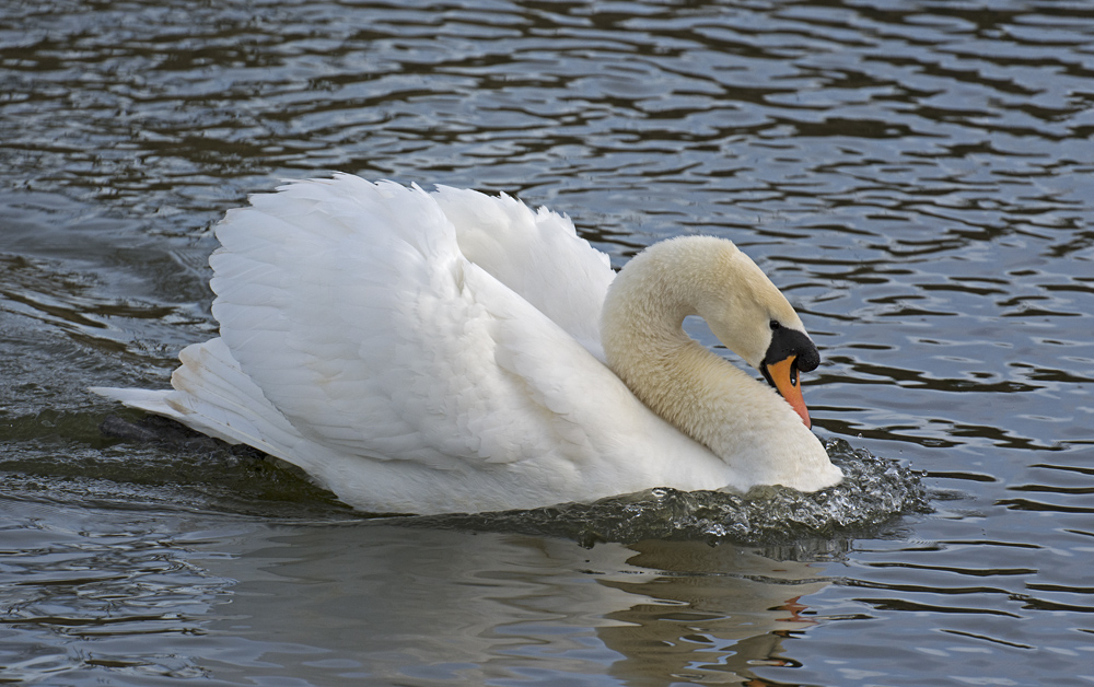 DSC_6865.jpg