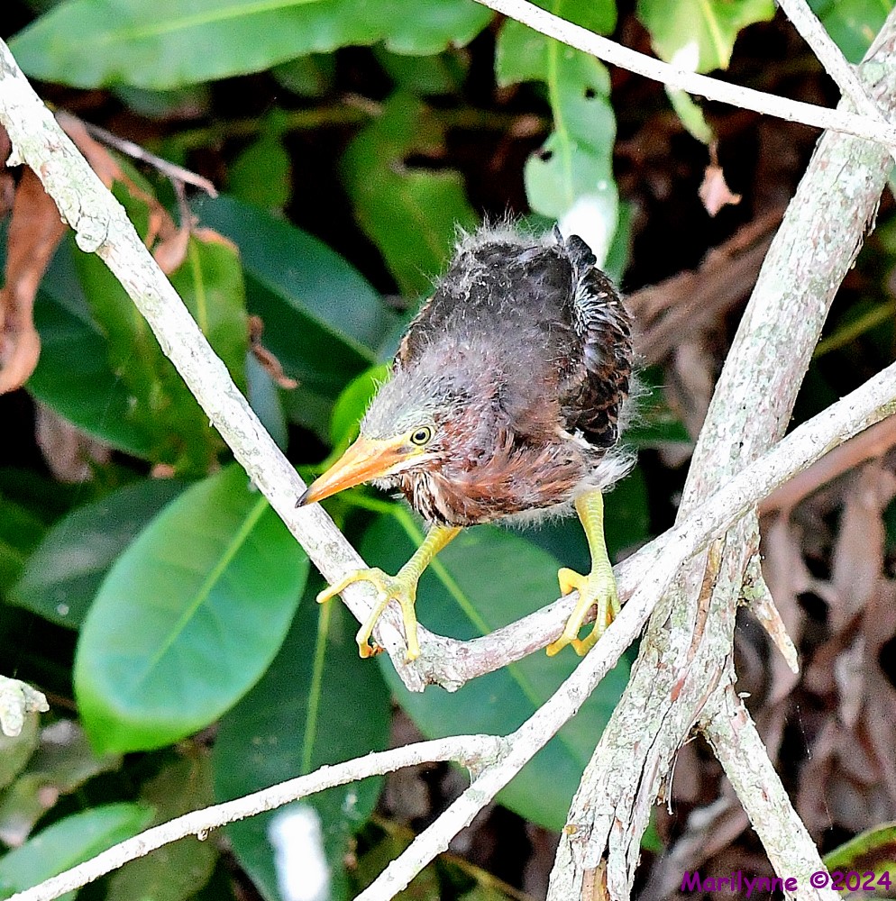 DSC_6865_001.JPG