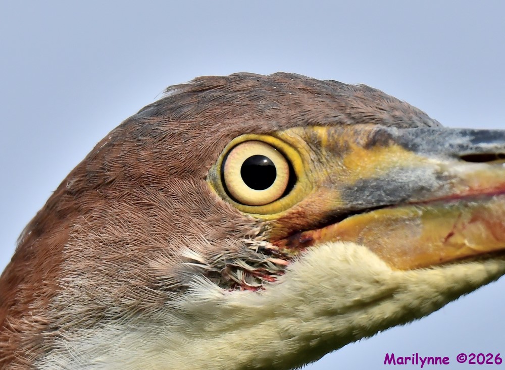 DSC_6866_001.JPG