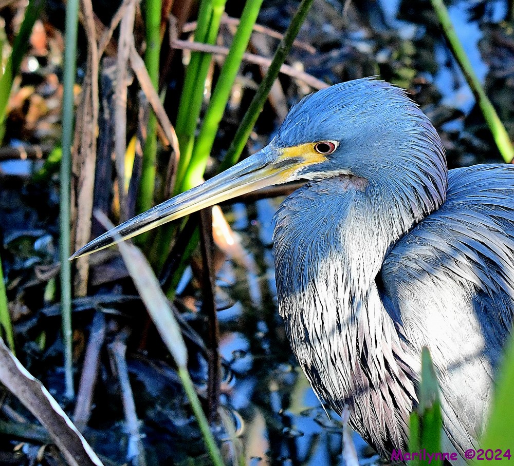 DSC_6867_001.JPG