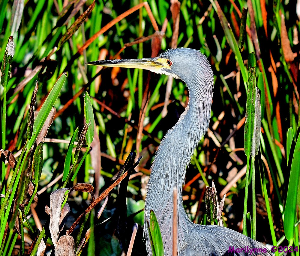 DSC_6868_001.JPG
