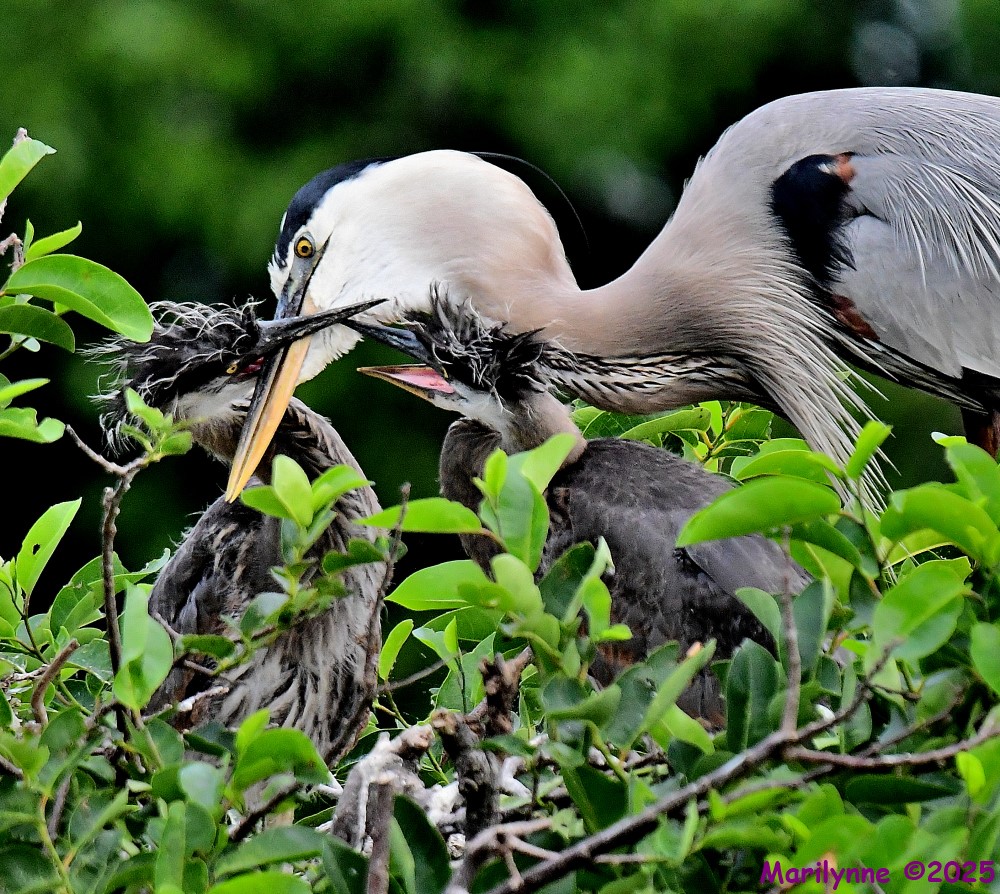 DSC_6868_001.JPG