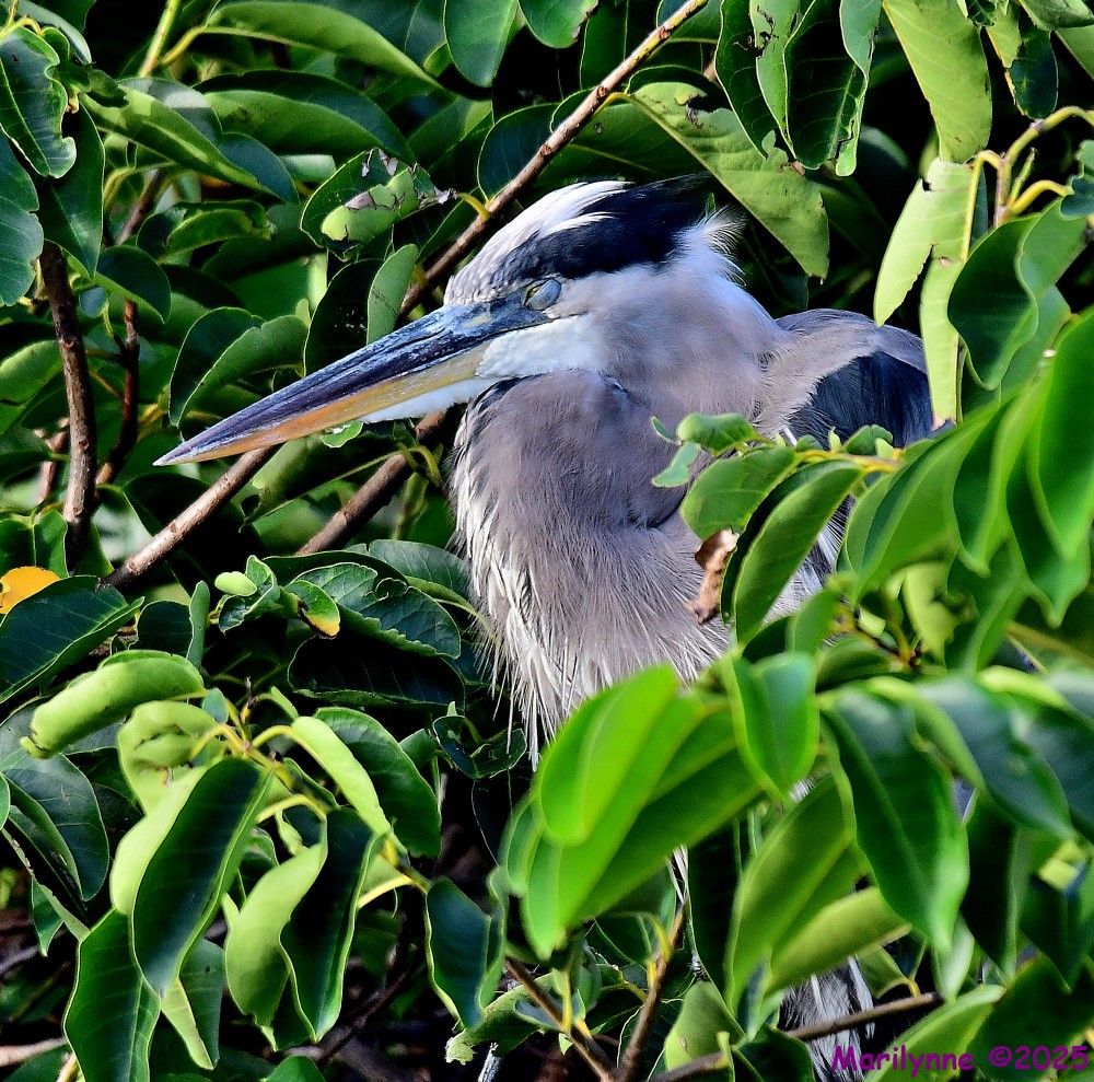 DSC_6868_001.JPG