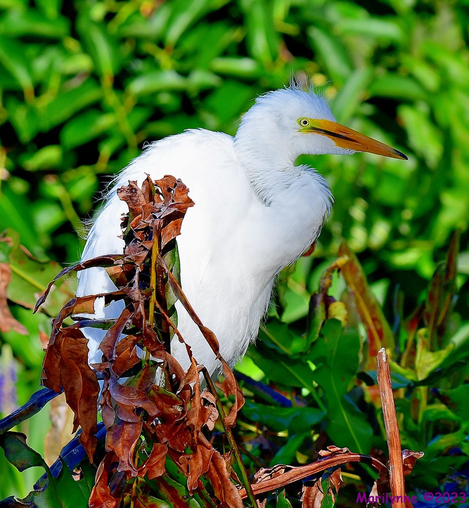 DSC_6871_001.JPG