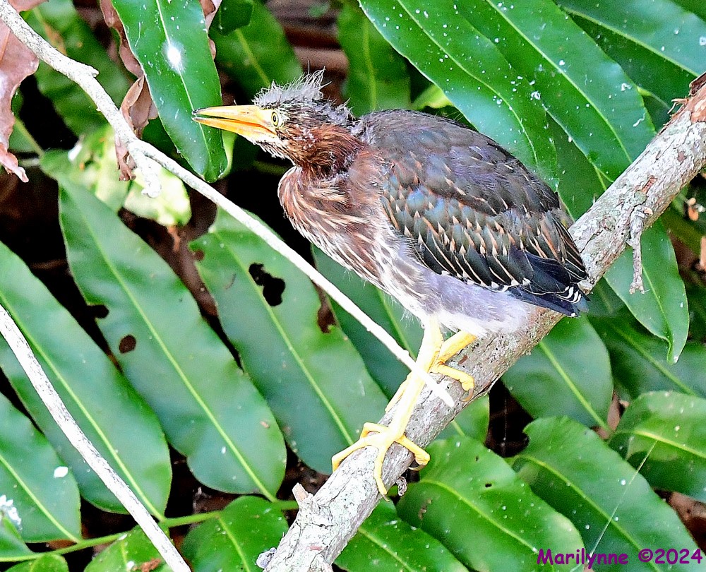 DSC_6871_001.JPG