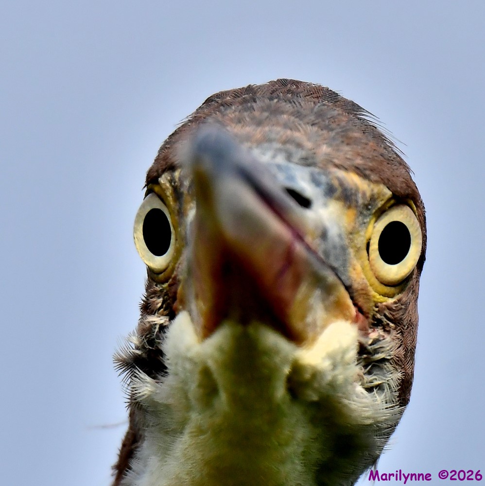 DSC_6871_001.JPG