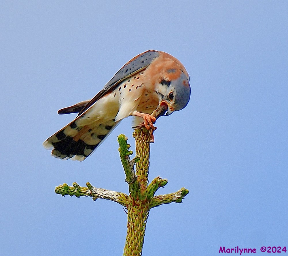 DSC_6873_001.JPG